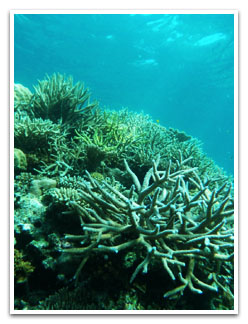 Coral