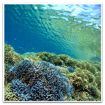 Barasu Island Snorkeling