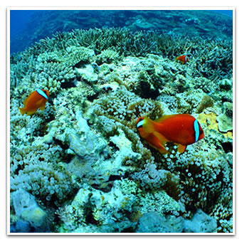 Barasu Island Snorkeling