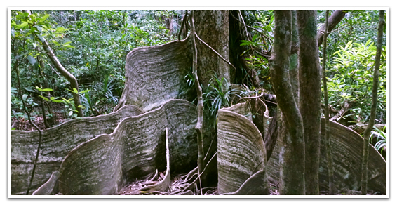 Heritiera littoralis, called Sakishima-suo in Iriomote.